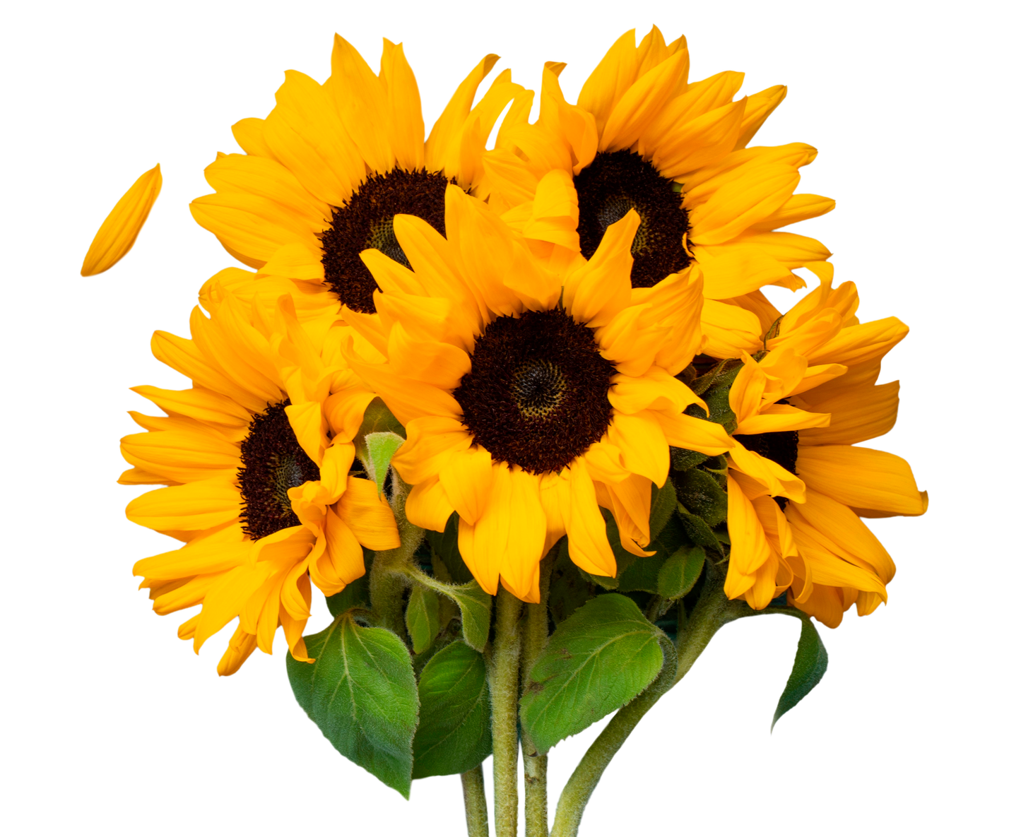 Girasol Ornamental Vincent Choice x10