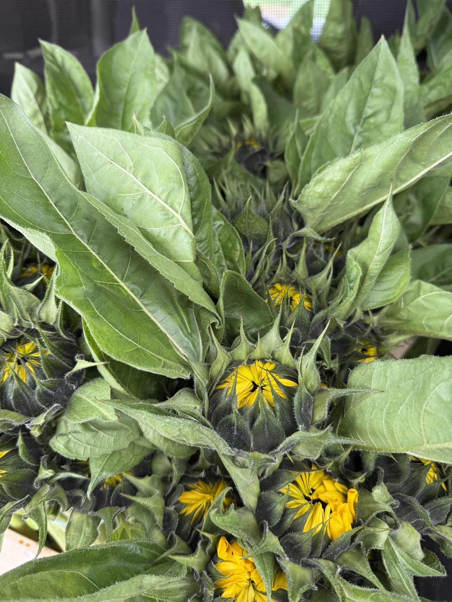 Girasol Ornamental Vincent Choice x10