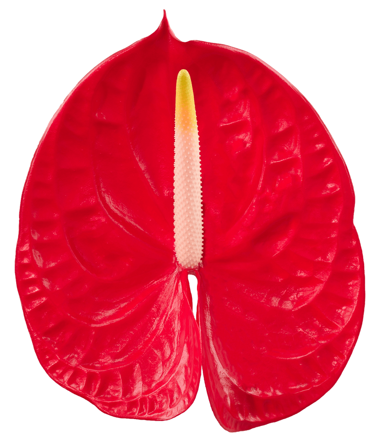 Anthurium Tropical Mediano x10