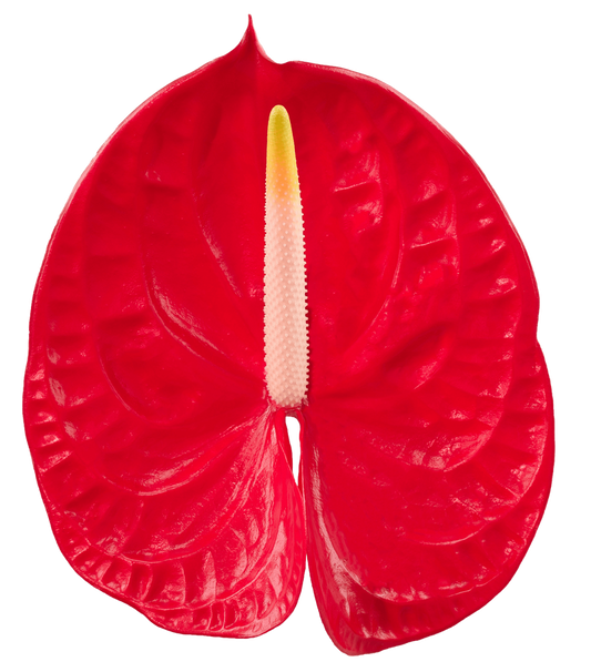 Anthurium Tropical Grande x10