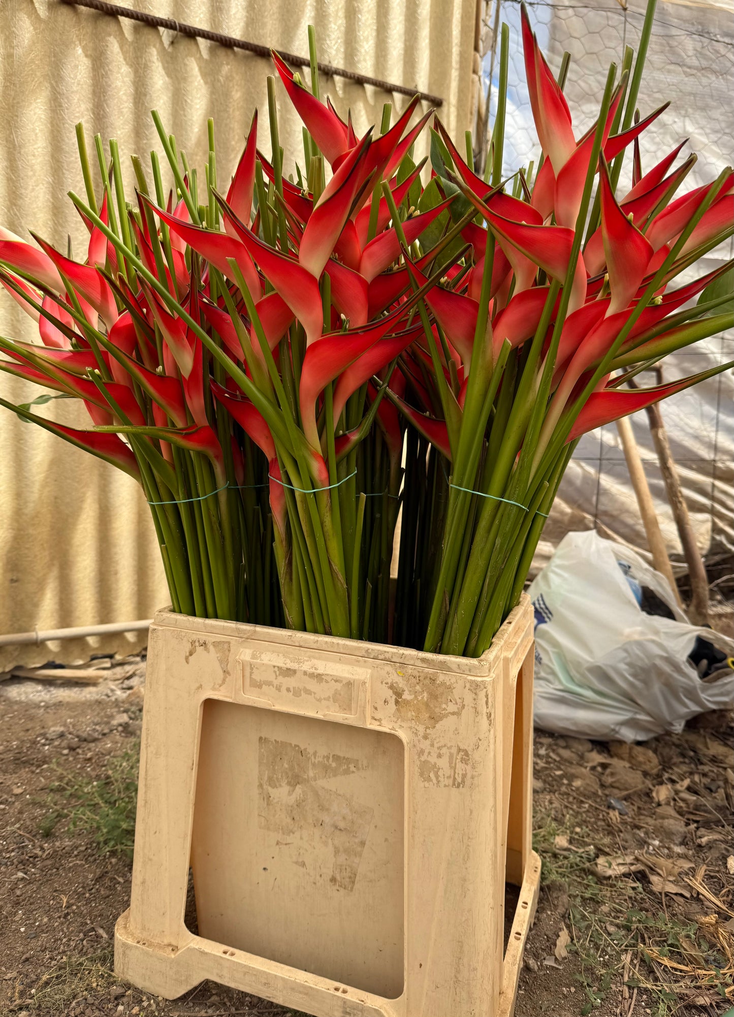Heliconia Dwarf Jamaican Mediana (55-70cm) x10
