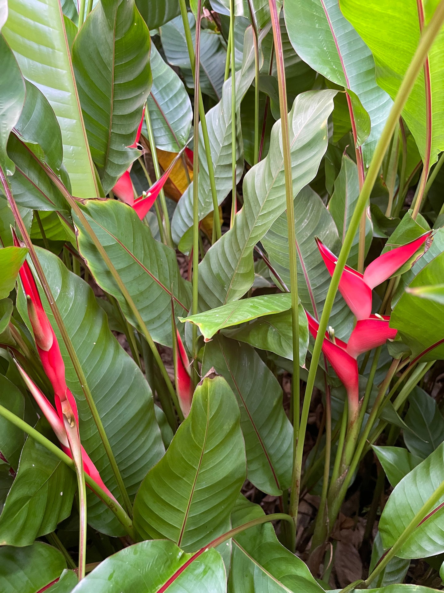 Heliconia Dwarf Jamaican Mediana (55-70cm) x10