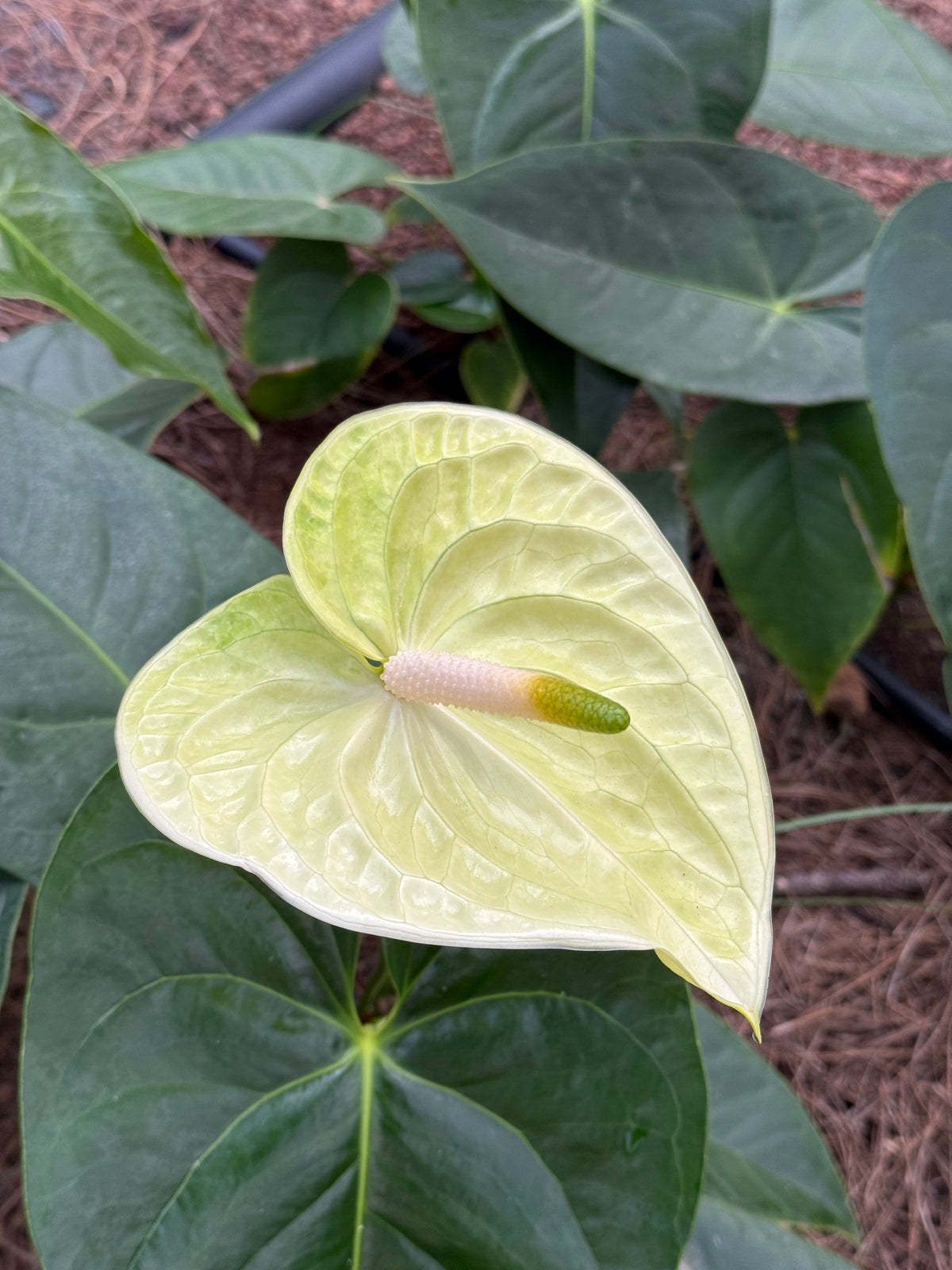 Anthurium Marysia
