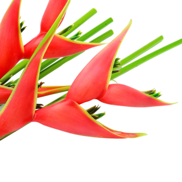 Heliconia Dwarf Jamaican Grande (+75 cm) x10